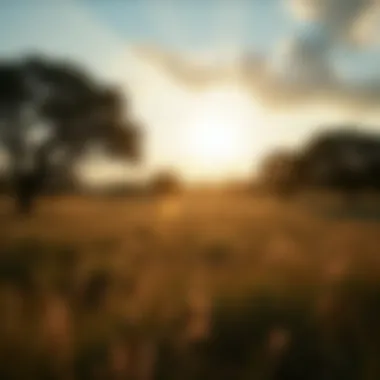 Exploring the Natural Beauty of Texas A scenic view of Texas landscapes showcasing natural beauty